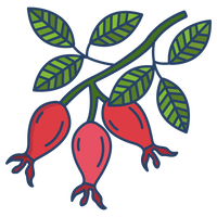 rosehip_1.png